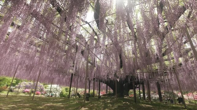 The Over 160-year-old Great Wisteria Spreads Across Large Trellis At Ashikaga Flower Park In Ashikaga, Tochigi, Japan. Low-wide Angle Shot