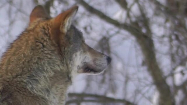 Gray Wolf Side Profile in Winter Forest
