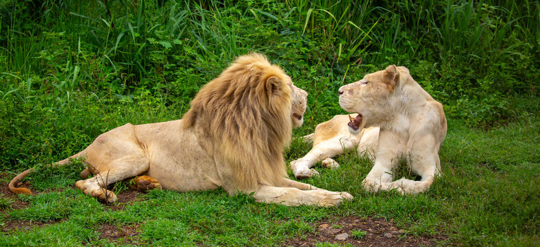 A close-up of a lion and lioness against a backdrop of green grass. A majestic pair of African lions rest and observe the jungle. These mighty African wild animals are in their natural habitat.
