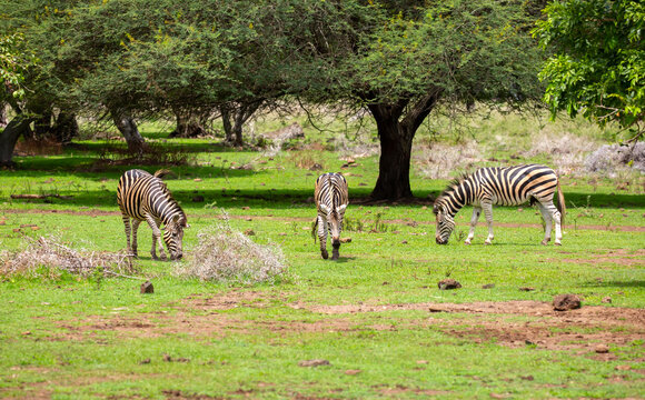 Zebras walking in a green meadow and eating grass. African zebras in the savannah. Wild animals in their natural habitat.