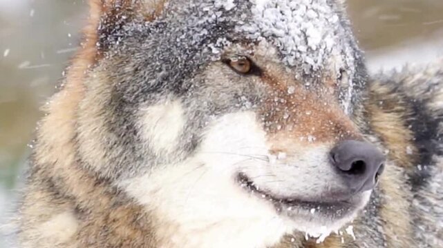 Gray Wolf Face Covered in Snow Close Up