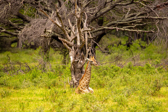 A close-up of a giraffe against a green backdrop. African safari, giraffe up close.