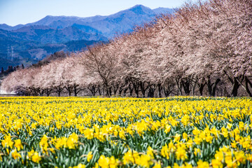 壮大な山並みを背景に広がる満開の黄色い水仙畑と桜の列