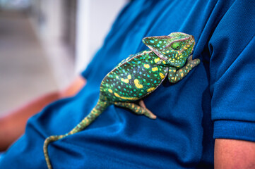 Vibrant multicolored chameleon crawling happily on its owner's shoulder and body in a bright outdoors sunbathing environment © Jack Tamrong