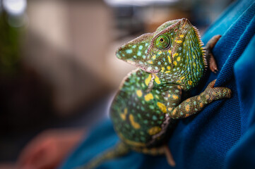Vibrant multicolored chameleon crawling happily on its owner's body in a bright outdoors sunbathing environment © Jack Tamrong
