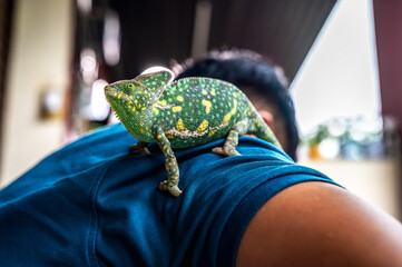 Vibrant multicolored chameleon crawling happily on its owner's shoulder and body in a bright outdoors sunbathing environment © Jack Tamrong