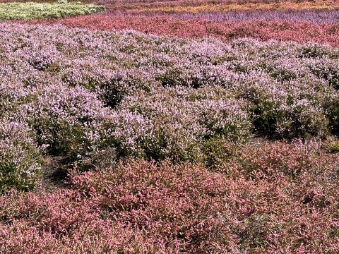 Heidekraut bl&uuml;ht in verschiedenen Farben im Heidegarten Schneverdingen in der L&uuml;neburger Heide