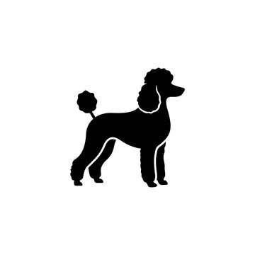 poodle dog illustration