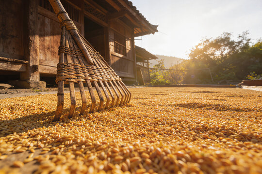 Wooden rake on golden grain in traditional threshing yard