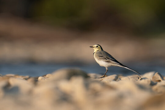 Small wagtail bird standing on a pebble beach