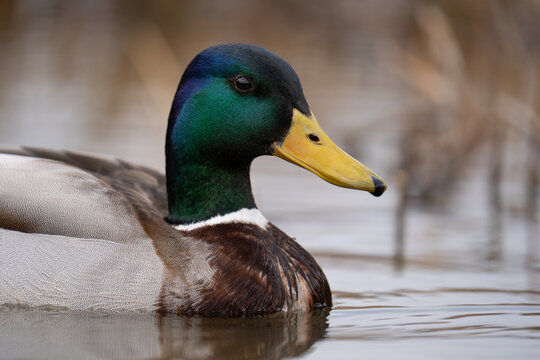 Macro portrait of a male mallard duck (Anas platyrhynchos)