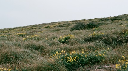 Naklejka premium The Hillside Covered in Yellow Wildflowers Under a Soft Grey Sky