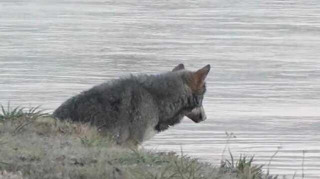 Gray Wolf Sitting by Lake Shore with Flowing Water