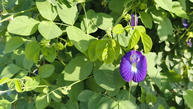 Single fresh purple butterfly pea flower blooming among vibrant green leaves outdoors