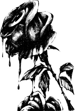 Vector ink drawing illustration of a bleeding rose, dark fantasy gothic style.