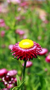 Pink flower in a lush flower garden. Vertical design in 9:16 ratio. Smartphone and social media ready.