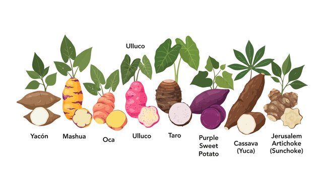 Colorful illustration of various tropical root vegetables