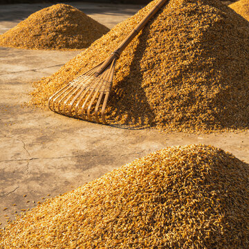 Wooden rake on rice grain heap in threshing yard