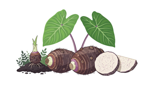 Fresh Taro Root with Leaves and Sprouts