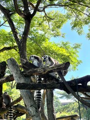 Ring-tailed lemurs perched on wooden branches under green trees in zoo habitat © pItchanon