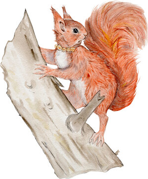 A beautiful watercolor composition featuring a squirrel sitting on a dead tree; the squirrel is depicted wearing a string of pearls. It would be suitable as a New Year's card or a winter illustration.