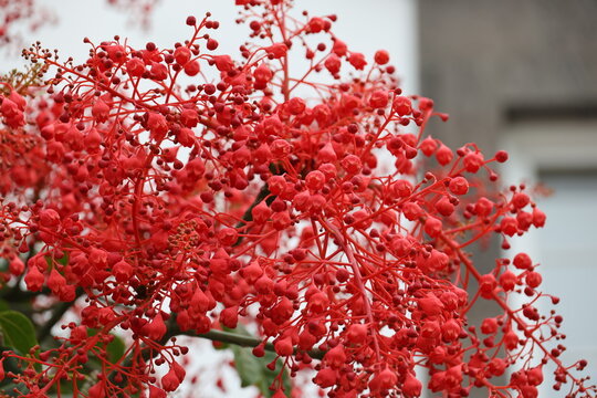 Australian flame tree close up- photographed in Goncalo Velho Square in Ponta Delgada, Azores, Portugal    