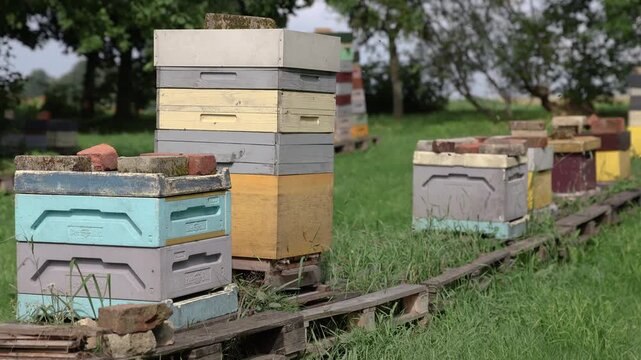 Rows of colorful wooden beehive boxes stand on raised supports in a grassy rural apiary, surrounded by trees and open countryside
