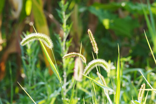 Foxtail Grass Growing Along a Roadside