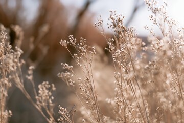 Naklejka premium The Golden Grass Seedheads in Soft Sunset Light Close Up Field Scene