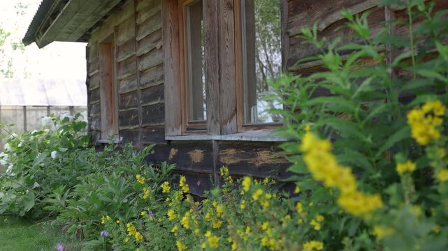 Lush yellow and pale flowers bloom beside a weathered wooden shed in a green cottage garden, with a greenhouse softly visible in the background