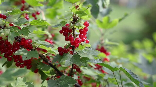 Clusters of ripe red currants hang among lush green leaves on a garden shrub, with soft natural background blur and copy space