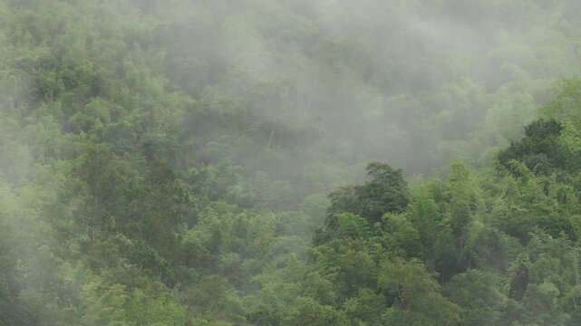 Dramatic tropical zone with dense white fog and mist rolling over a lush green mountain forest.