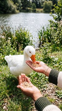 First-Person Perspective of Young African-American Woman Feeding a Goose