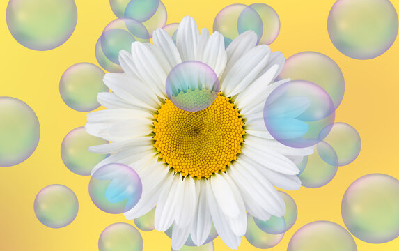 Delicate daisy emerges from soap foam in a serene setting, showcasing nature's beauty 