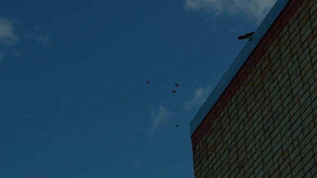 Flock of birds flying across deep blue sky beside tiled building facade at dusk