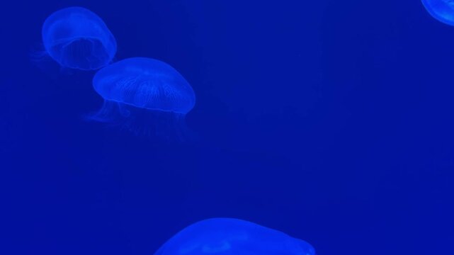 クラゲの映像