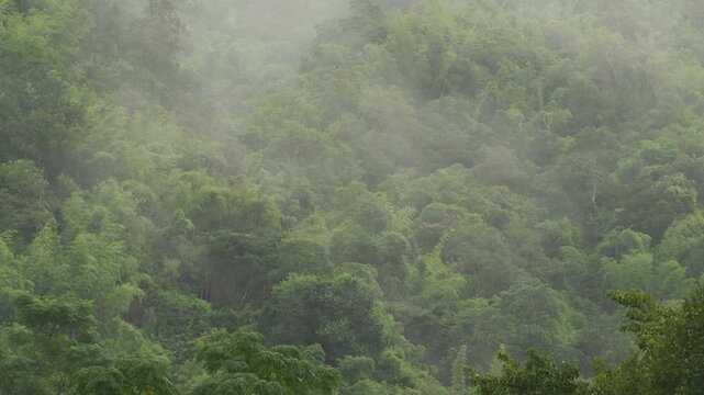 Dramatic tropical zone with dense white fog and mist rolling over a lush green mountain forest.