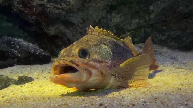 カサゴの映像
