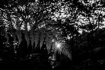 Sunburst filtering through a fern frond in black and white against a dark woodland background © Philip