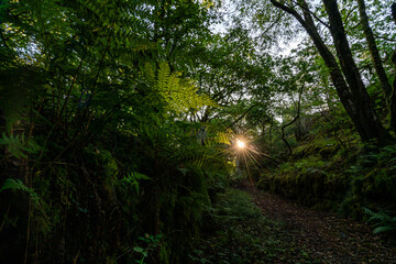 Fototapeta premium Sunburst breaking through woodland trees over green ferns