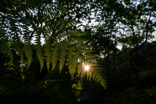 View of sunburst shining through a green fern frond in dense woodland