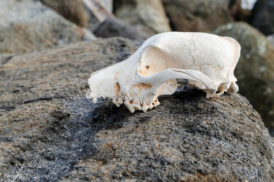 Side view profile of an animal skull with teeth on dark coastal rock, close up