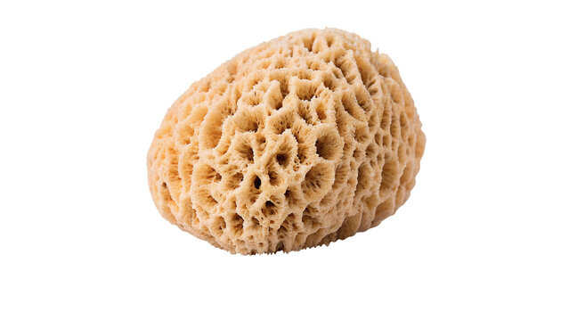 Natural sea sponge texture porous organic bath accessory cleaning isolated on transparent background