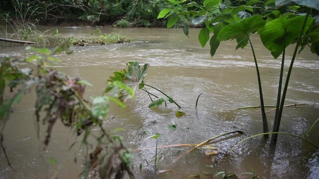 Destructive flash flood carrying trees and debris away in its powerful rush through river.A mountain river after heavy rain, showing the environmental effects of deforestation and global warming.