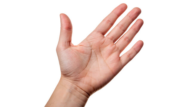 Human palm hand palmistry lines skin details five fingers isolated on transparent background