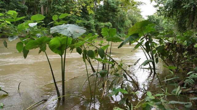 Destructive flash flood carrying trees and debris away in its powerful rush through river.A mountain river after heavy rain, showing the environmental effects of deforestation and global warming.