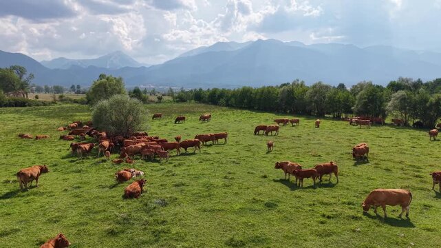 Cattle graze across a lush green meadow while the aerial camera moves smoothly alongside the herd with trees and distant mountains in the background.
