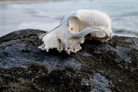 Side view profile of an animal skull on a coastal rock with blurred sea waves background