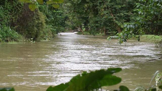 Destructive flash flood carrying trees and debris away in its powerful rush through river.A mountain river after heavy rain, showing the environmental effects of deforestation and global warming.