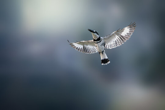Pied Kingfisher, Ceryle rudis, mid-flight above water in nature, wings fully extended, black and white kingfisher hovers when seeking prey, dynamic wildlife action scene, dramatic smooth background